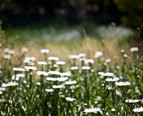 Field of white flowers in the full sun - Australian Stock Image
