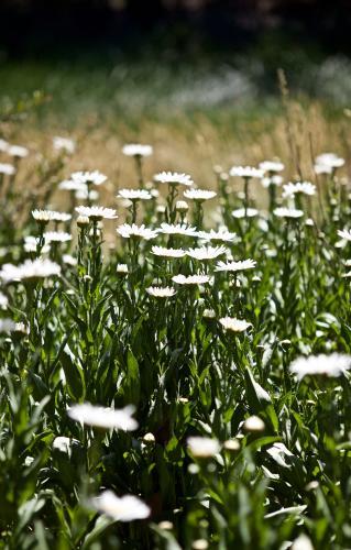 Field of white flowers in the full sun, in profile