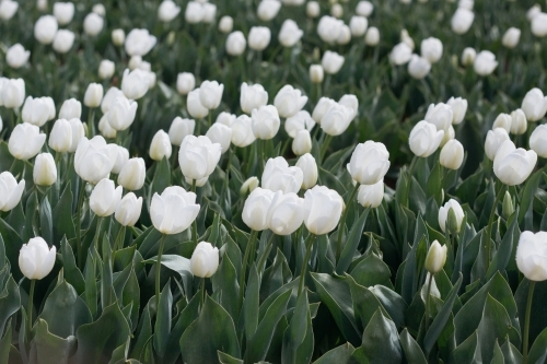 Field of white tulips with green leaves