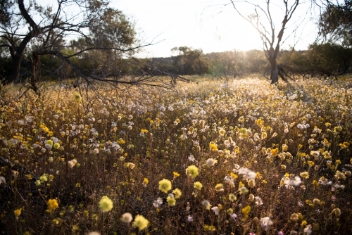 Field of wildflowers at dawn - Australian Stock Image