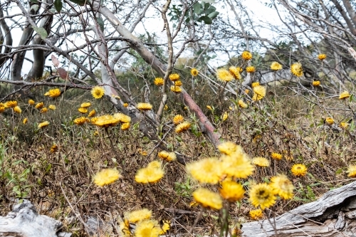 Field of yellow wild flowers blooming. - Australian Stock Image
