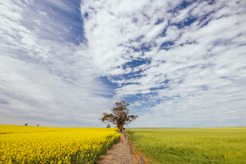 Fields of canola shine on a clear sunny day on Dimboole-Rainbow Rd near Antwerp in Victoria - Australian Stock Image