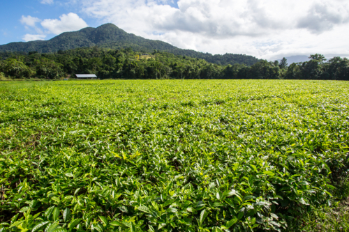 Fields of tea leaves in the Daintree region of Queensland, Australia - Australian Stock Image