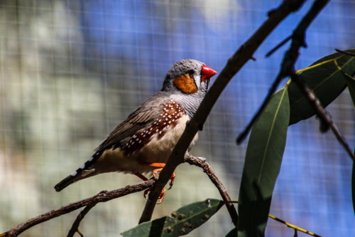 finch bird on branch - Australian Stock Image