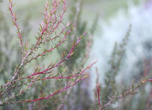 Fine textured shrub with pink stems - Australian Stock Image