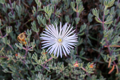 fine white flower on succulent ground cover - Australian Stock Image
