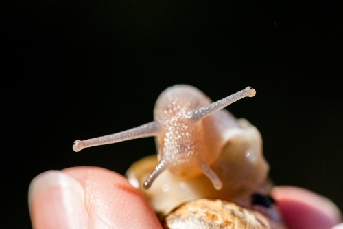 Fingers holding snail by shell pest removal - Australian Stock Image