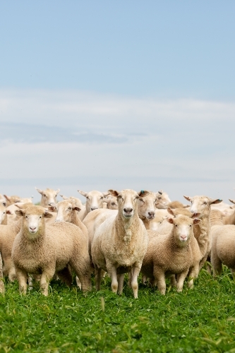 First cross ewes and lambs in a paddock - Australian Stock Image