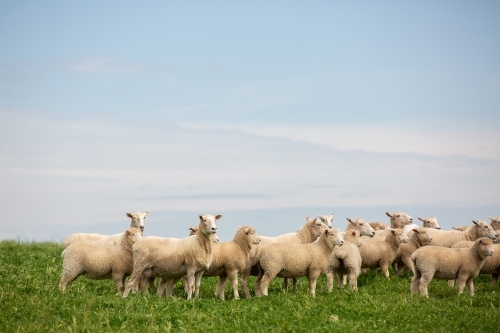 First cross ewes and lambs in a pasture paddock - Australian Stock Image