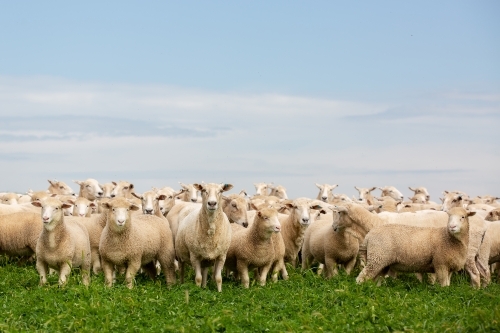 First cross ewes and lambs in a pasture paddock - Australian Stock Image