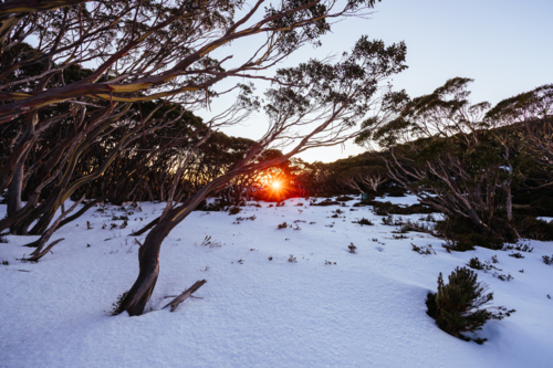 First light as sunrise occurs casting warm winter light on surrounding snow gum trees - Australian Stock Image