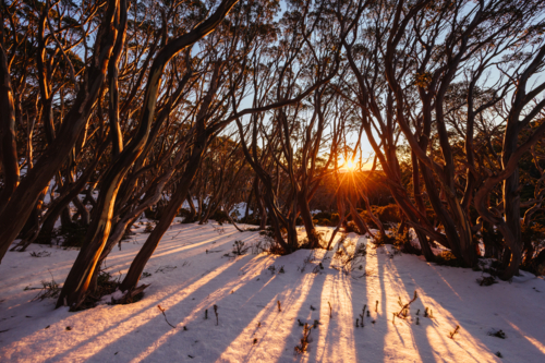 First light as sunrise occurs casting warm winter light on surrounding snow gum trees - Australian Stock Image