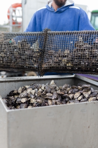 Fisherman holding a basket of pacific oysters - Australian Stock Image