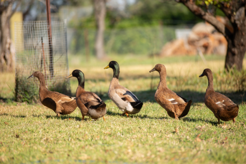 Five Khaki Campbell Ducks walking in a row - Australian Stock Image