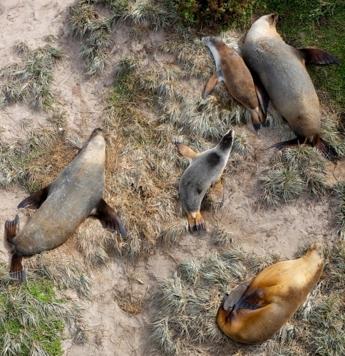 Five Sea Lions Sunbaking in the Coastal Dunes - Australian Stock Image