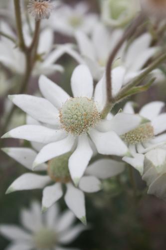 Flannel Flower plant - Australian Stock Image