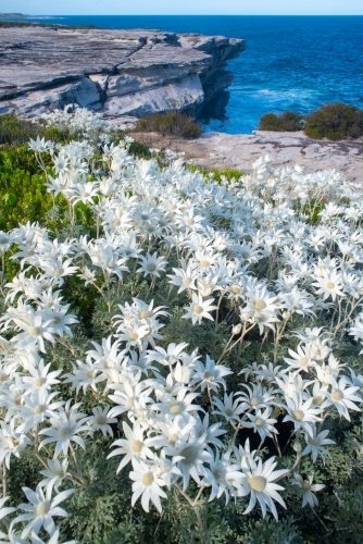 Flannel flowers and sea cliffs