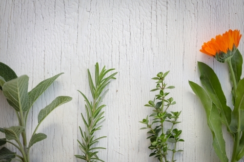 Flat lay image featuring fresh herbs laid out on white wood background, sage, rosemary, thyme - Australian Stock Image