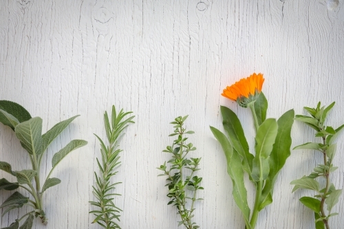 Flat lay image featuring fresh herbs laid out on white wood background, sage, rosemary, thyme - Australian Stock Image