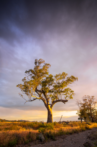 Flinders Ranges Landscape - Australian Stock Image
