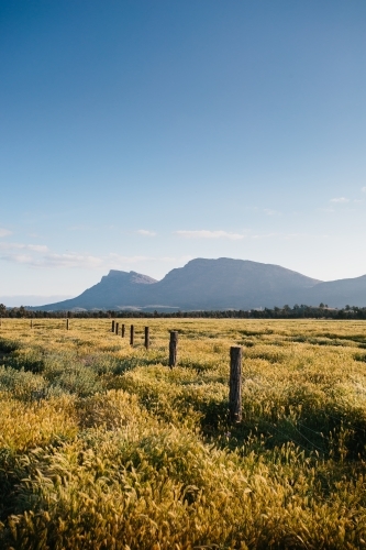 Flinders Ranges landscape with fence line and scrub in the afternoon sun - Australian Stock Image