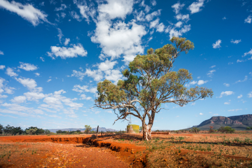 Flinders Ranges Landscape with tree on sunlit day - Australian Stock Image