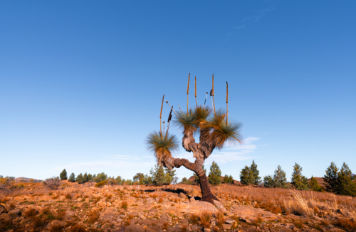 Flinders Ranges Landscape with xanthorrhoea tree - Australian Stock Image