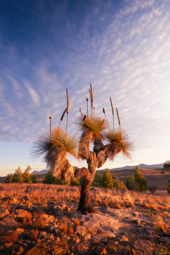 Flinders Ranges Landscape with xanthorrhoea tree - Australian Stock Image