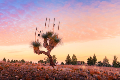 Flinders Ranges Landscape with xanthorrhoea tree - Australian Stock Image