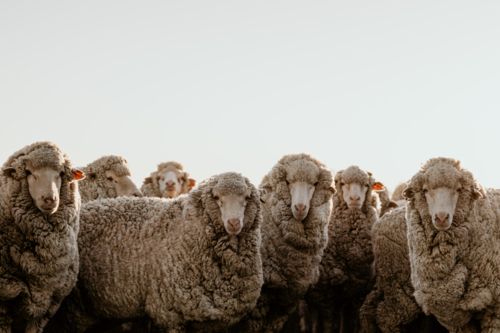 Flock Merino sheep gathered in a field - Australian Stock Image