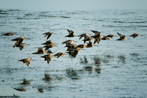 Flock of Bar-tailed Godwits (Limosa lapponica) on migratory journey from Siberia - Australian Stock Image