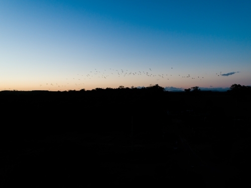 Flock of birds silhouetted at sunset - Australian Stock Image