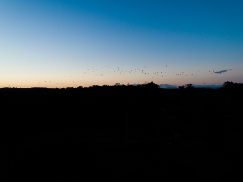 Flock of birds silhouetted at sunset