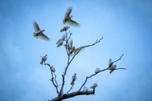 Flock of corellas perched and flying around a bare tree at dusk - Australian Stock Image