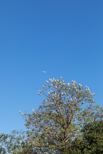 flock of corellas roosting in tree against blue sky