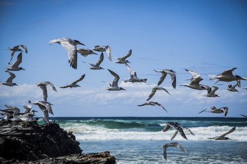 Flock of crested terns flying over the sea surface - Australian Stock Image
