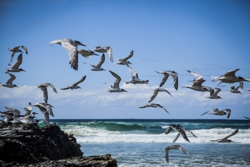 Flock of crested terns flying over the sea surface