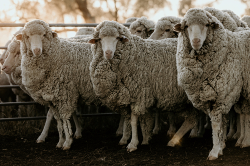 Flock of curious sheep in a fenced area - Australian Stock Image