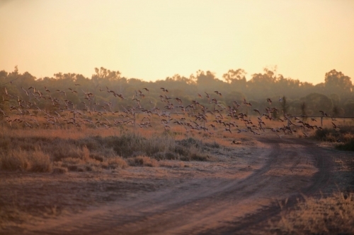 Flock of galahs flying over dirt road in sunrise in outback Australia