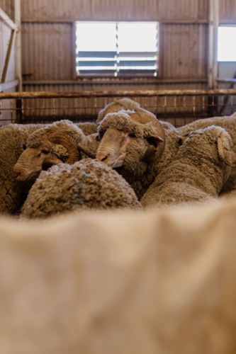 Flock of horned sheep bunched up in shearing shed - Australian Stock Image