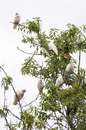 Flock of Little Corella birds perched in a tree - Australian Stock Image