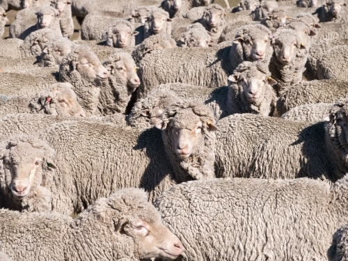 Flock of merino sheep filling the full frame - Australian Stock Image