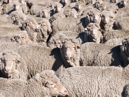 Flock of merino sheep filling the full frame