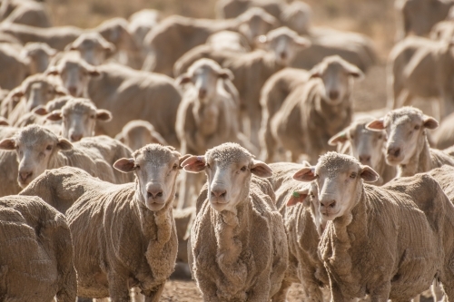 Flock of Merino sheep packed together at sunset - Australian Stock Image
