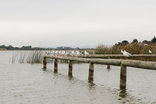 Flock of Seagulls Resting on a Lakeside Railing at Clayton Bay - Australian Stock Image