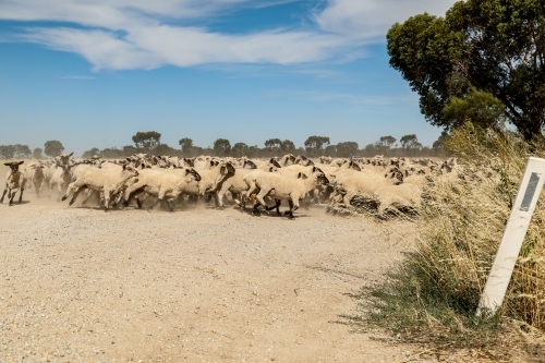Flock of sheep being moved along country road - Australian Stock Image