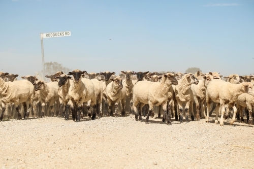 Flock of sheep being moved along country road - Australian Stock Image