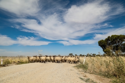 Flock of sheep being moved along country road - Australian Stock Image