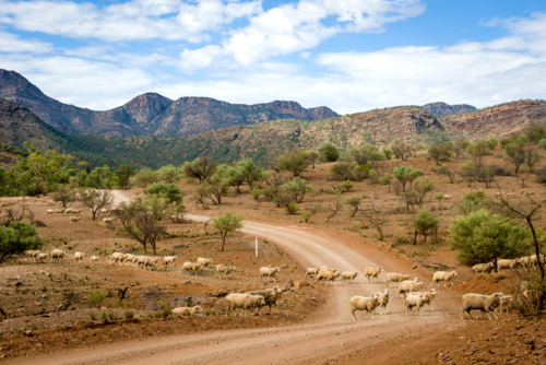 Flock of sheep crossing a winding dirt road in the Flinders Ranges, South Australia - Australian Stock Image