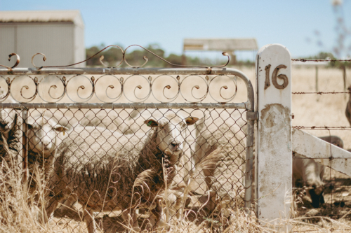 Flock of sheep gathered behind metal gate in rural paddock with concrete post marked with number 16 - Australian Stock Image